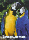 Two parrots.